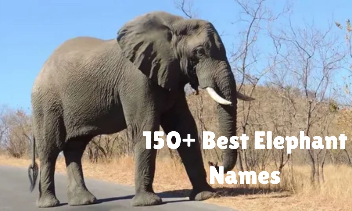 150+ Best Elephant Names with Meanings (Cute, Royal)