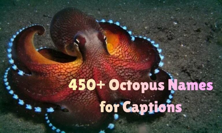 450+ Octopus Names for Captions Clever, Funny & Creative