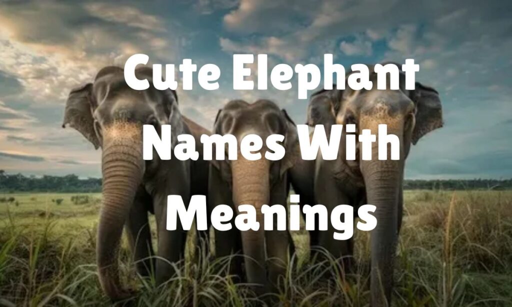 Cute Elephant Names With Meanings