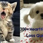300+ Heartfelt Pet Loss Quotes to Honor Your Beloved Companion