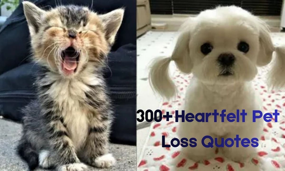 300+ Heartfelt Pet Loss Quotes to Honor Your Beloved Companion
